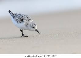 Attēlu rezultāti vaicājumam “Calidris alba adult”