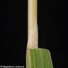 Attēlu rezultāti vaicājumam “Agrostis canina”