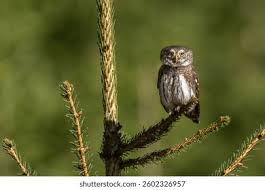 Attēlu rezultāti vaicājumam “Glaucidium passerinum”