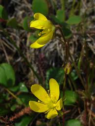 Attēlu rezultāti vaicājumam “Saxifraga hirculus”