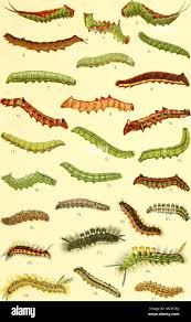 Attēlu rezultāti vaicājumam “Leucodonta bicoloria imago”