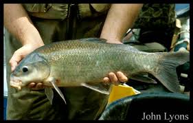 Image result for Ictiobus niger