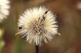 Attēlu rezultāti vaicājumam “Pilosella officinarum bud”