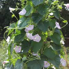 Image result for Prunkwinde