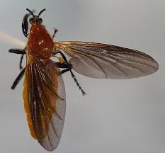 Attēlu rezultāti vaicājumam “Bibionidae”