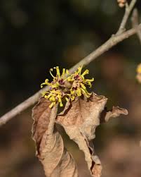 Attēlu rezultāti vaicājumam “Hamamelis virginiana bud”