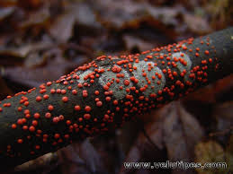 Attēlu rezultāti vaicājumam “Nectria cinnabarina”