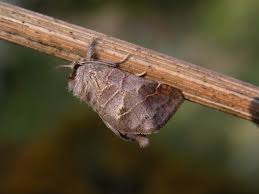 Attēlu rezultāti vaicājumam “Clostera pigra”