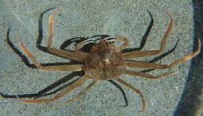 Image result for Chionoecetes opilio