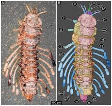 Attēlu rezultāti vaicājumam “Leiodidae larva”
