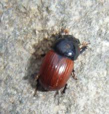 Attēlu rezultāti vaicājumam “Aphodius sp. imago”