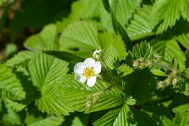 Attēlu rezultāti vaicājumam “Fragaria moschata flower”