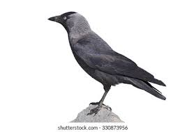 Attēlu rezultāti vaicājumam “Corvus monedula”