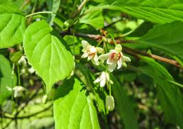 Attēlu rezultāti vaicājumam “Schisandra chinensis flower”