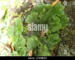 Attēlu rezultāti vaicājumam “Pellia neesiana”