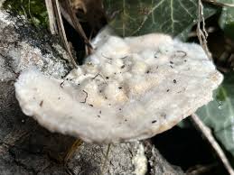 Attēlu rezultāti vaicājumam “Trametes hirsuta”