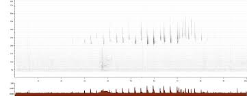 Attēlu rezultāti vaicājumam “Nyctalus leisleri”