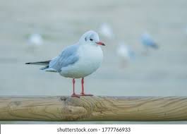 Attēlu rezultāti vaicājumam “Larus minutus”