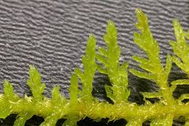 Attēlu rezultāti vaicājumam “Thuidium”