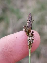 Attēlu rezultāti vaicājumam “Carex caryophyllea fruit”