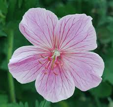 Attēlu rezultāti vaicājumam “Geranium pratense flower”