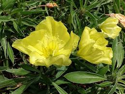 Attēlu rezultāti vaicājumam “Oenothera biennis”