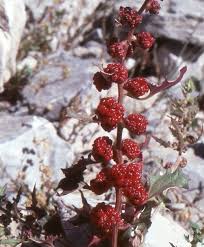 Attēlu rezultāti vaicājumam “Chenopodium foliosum”