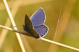 Attēlu rezultāti vaicājumam “Plebejus argyrognomon”