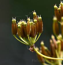 Attēlu rezultāti vaicājumam “Chaerophyllum aromaticum flower”