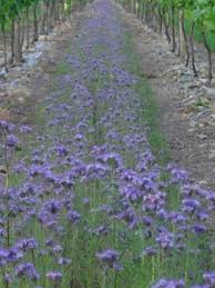 Image result for Phacelia