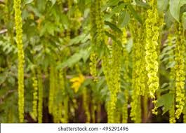 Attēlu rezultāti vaicājumam “Pterocarya fraxinifolia leaf”