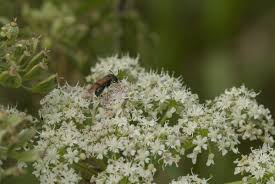 Attēlu rezultāti vaicājumam “Arge ustulata”
