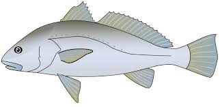 Image result for Argyrosomus coronus