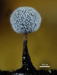 Attēlu rezultāti vaicājumam “Didymium serpula spores”