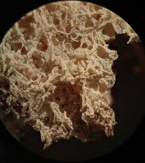 Attēlu rezultāti vaicājumam “Fuligo septica cf. rufa plasmodium”