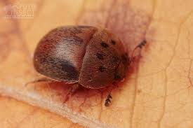 Attēlu rezultāti vaicājumam “Cychramus variegatus”