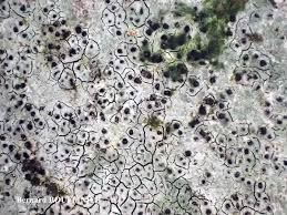 Attēlu rezultāti vaicājumam “Verrucaria hydrela”