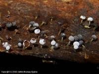 Attēlu rezultāti vaicājumam “Physarum leucophaeum sessile”