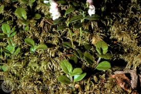 Attēlu rezultāti vaicājumam “Vaccinium vitis-idaea bud”