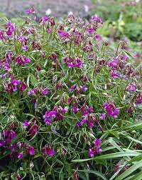 Attēlu rezultāti vaicājumam “Lathyrus vernus”