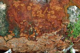 Attēlu rezultāti vaicājumam “Phellinus ferruginosus”