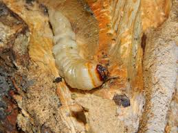 Attēlu rezultāti vaicājumam “Cerambycidae larva”