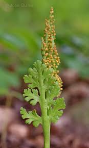 Attēlu rezultāti vaicājumam “Botrychium matricariifolium”