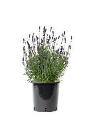 Image result for Lavendel