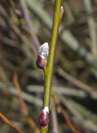Attēlu rezultāti vaicājumam “Salix daphnoides subsp. acutifolia bud”