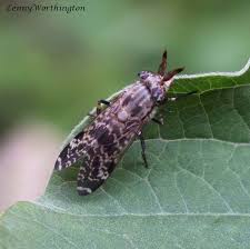 Attēlu rezultāti vaicājumam “Haematopota sp.”