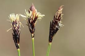 Attēlu rezultāti vaicājumam “Carex montana”