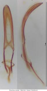 Attēlu rezultāti vaicājumam “Brachonyx pineti”