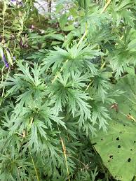 Attēlu rezultāti vaicājumam “Aconitum napellus bud”