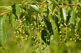 Attēlu rezultāti vaicājumam “Padus avium”